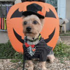Georgie