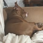Bella