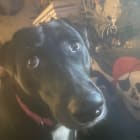 Piper
