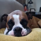 Roxy