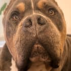 Bruce