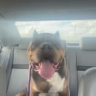 Bruce