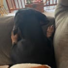 Peanut