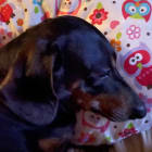 Peanut