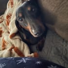 Peanut