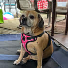 Maggie