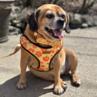 Maggie