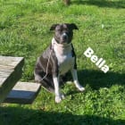 Bella