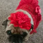 ZOEY
