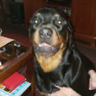 Rozi