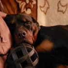 Rozi
