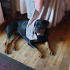 Rozi