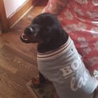 Rozi