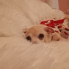 Dolce