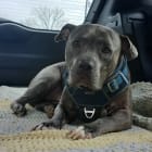 Kujo