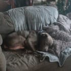 Kujo