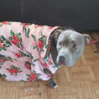 Kujo
