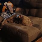 Kujo