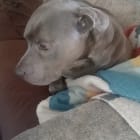 Kujo