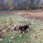 Bo Luke Duke