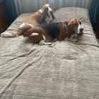 Bo Luke Duke