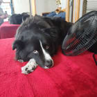 Mico