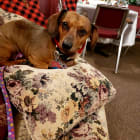 PIPSQUEAK