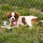 Sadie
