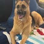 Maggie