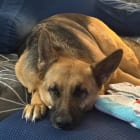 Maggie