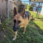 Maggie