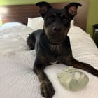 Archie