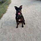 Archie