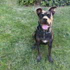 Archie