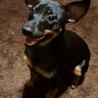Buddy