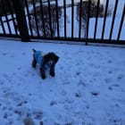 Chloe