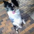 Domino