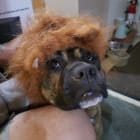 CoCo Poofs