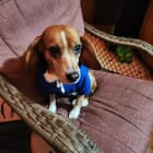 Jet