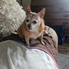 Bolo