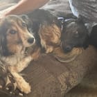 Lucy and Augie