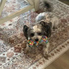 Zoey