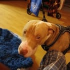 Titus
