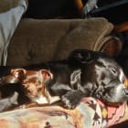 Hazel and Chocolate