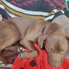 Hazel and Chocolate