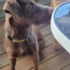 Hazel and Chocolate