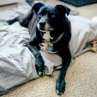 Jax