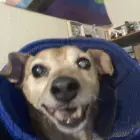 Rex