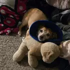 Rex
