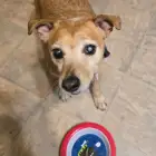 Rex